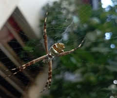Argiope argentata