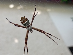 Argiope argentata