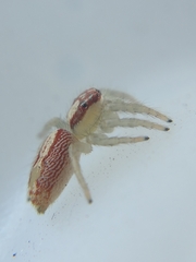 Cytaea alburna