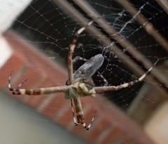 Argiope argentata