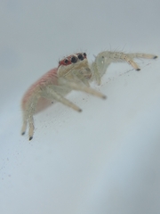 Cytaea alburna