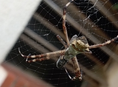 Argiope argentata