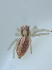 Cytaea alburna