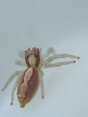 Cytaea alburna