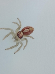 Cytaea alburna