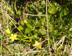 Ornduffia reniformis