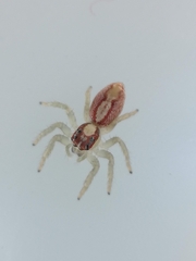 Cytaea alburna
