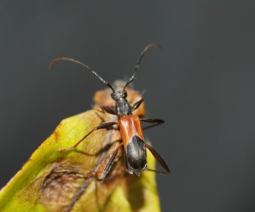 Zoedia gracilipes