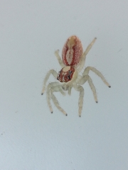 Cytaea alburna