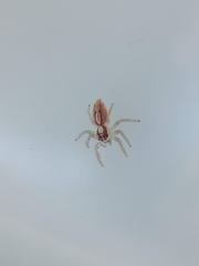 Cytaea alburna