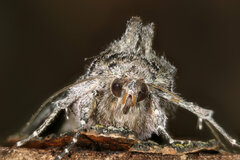 Syngrapha viridisigma