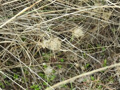 Atractylis cancellata