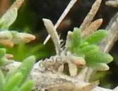 Thymus lacaitae