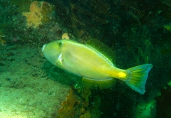 Meuschenia freycineti