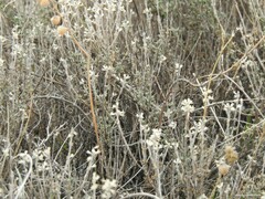 Thymus lacaitae