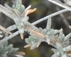 Thymus lacaitae