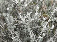 Thymus lacaitae