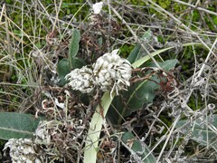Leuzea conifera