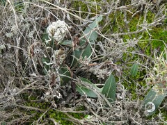 Leuzea conifera