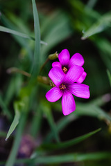 Oxalis articulata