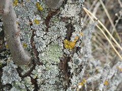 Prunus amygdalus