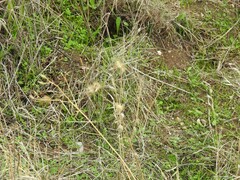 Centaurea melitensis