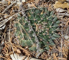 Mammillaria meiacantha