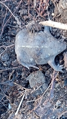 Rhinophrynus dorsalis