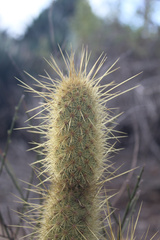 Bergerocactus emoryi
