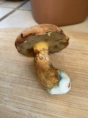 Suillus caerulescens