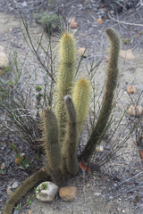 Bergerocactus emoryi