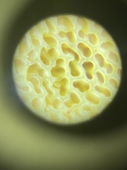 Suillus caerulescens