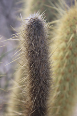 Bergerocactus emoryi