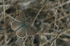 Aricia bassoni