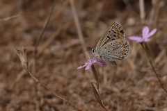 Aricia bassoni
