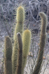Bergerocactus emoryi