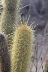 Bergerocactus emoryi