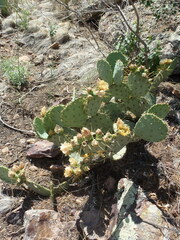 Opuntia chisosensis