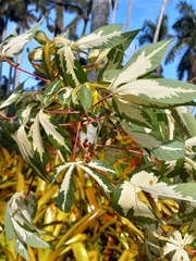 Graptophyllum