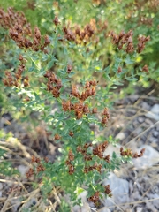 Hypericum perforatum