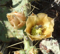 Opuntia chisosensis