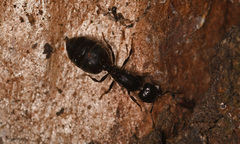Crematogaster ionia