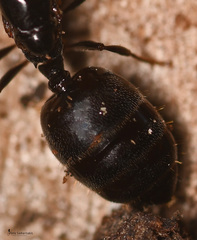 Crematogaster ionia