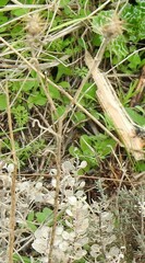 Centaurea melitensis