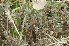 Thymus lacaitae