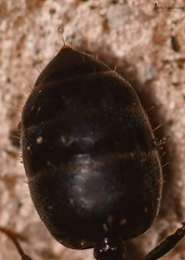 Crematogaster ionia