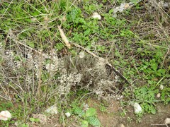 Centaurea melitensis