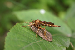 Asilus sericeus