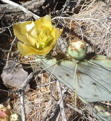 Opuntia chisosensis