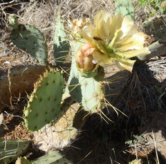 Opuntia chisosensis
